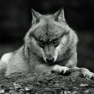 Meet your Posher, Skye